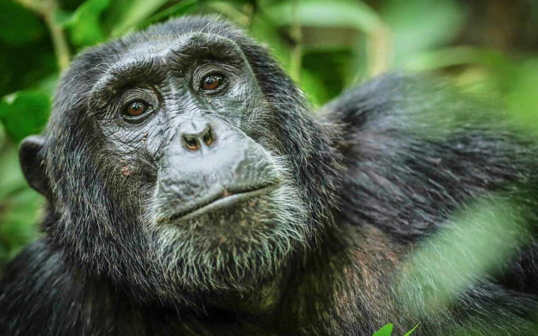 image_chimpanzee_in_kyambura_gorge